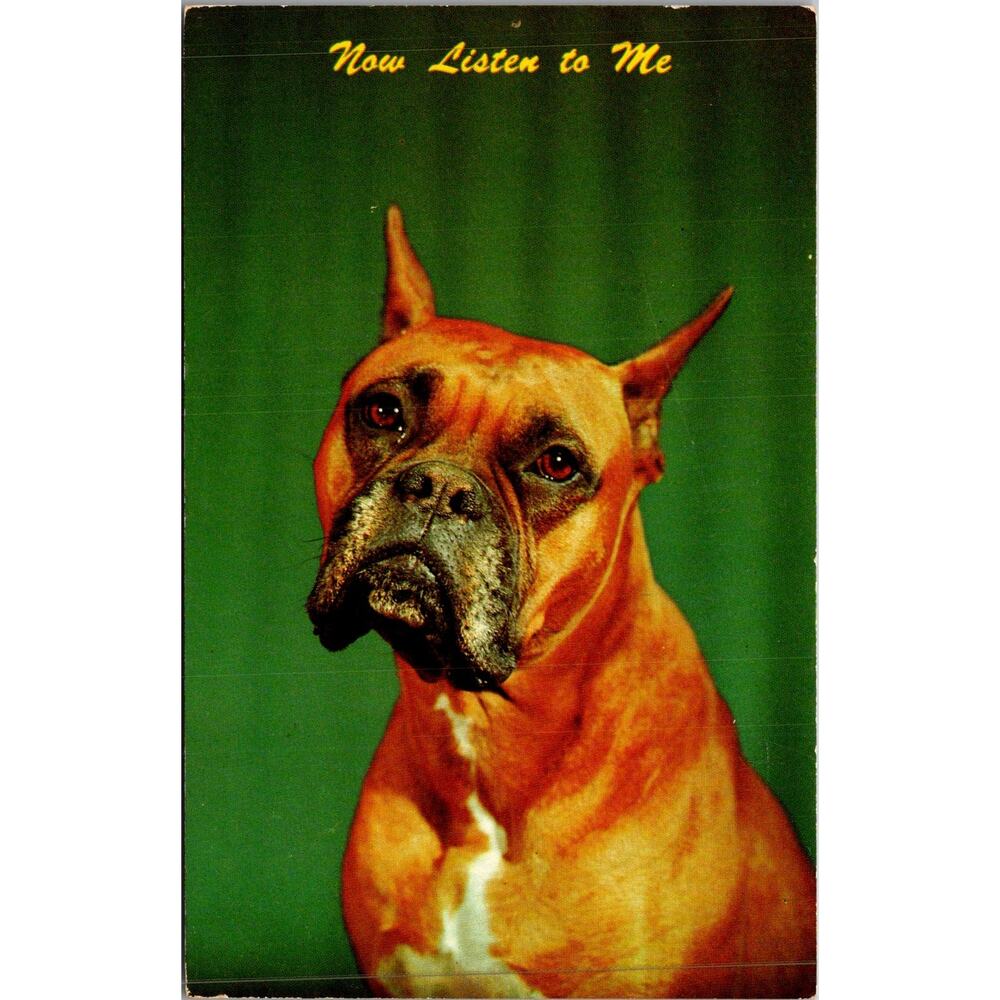 Now Listen to Me Boxer Vintage Postcard SP17-28